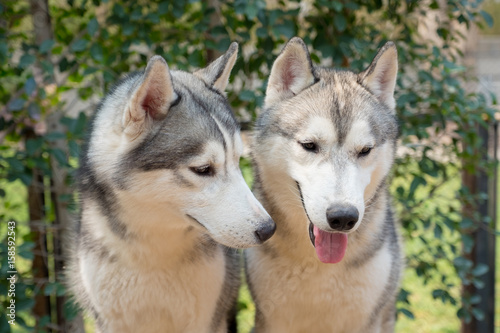 Two siberian husky dogs closeup portrait