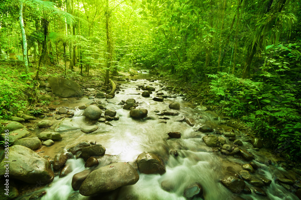 Fototapeta premium River in jungle