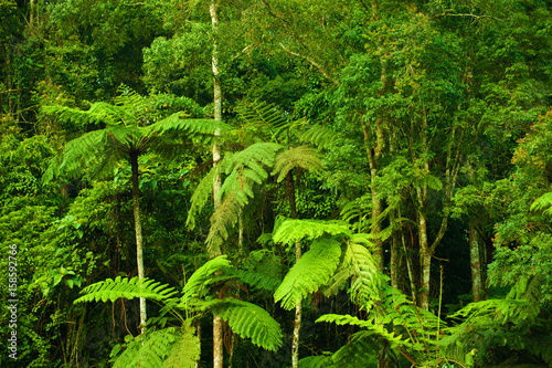 Tropical dense forest landscape