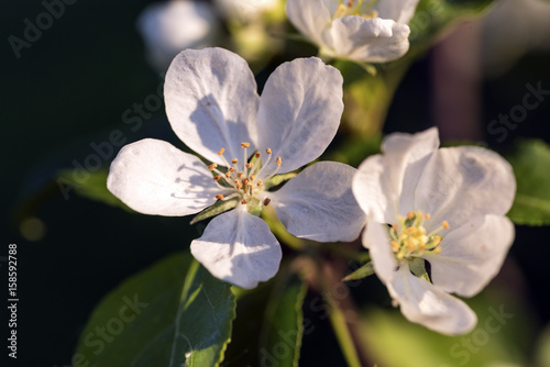 Blooming apple tree branch in May afternoon