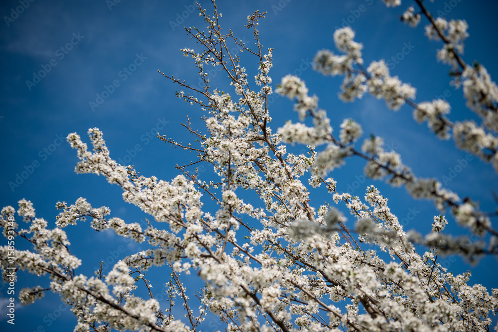 Blossoms Blossoms