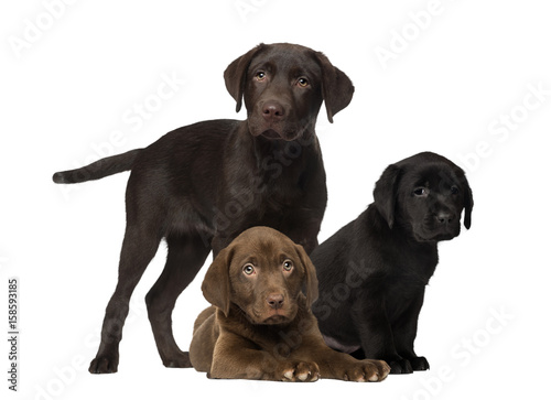 Labrador and puppies  isolated on white