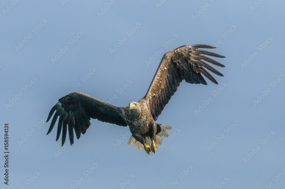 Obraz premium Sea Eagle in Flight