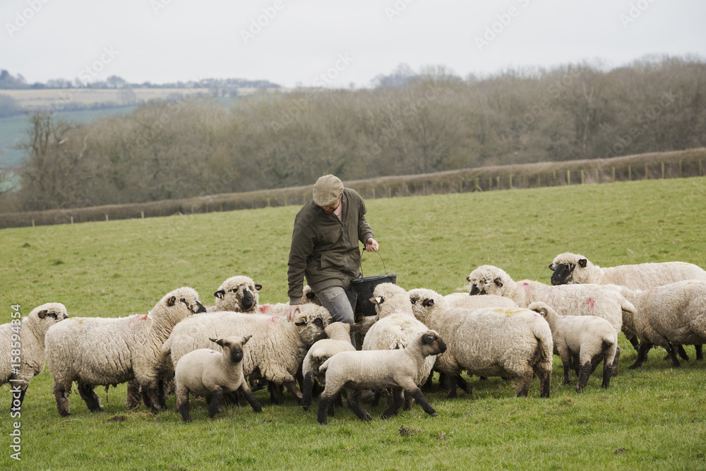 A farmer in a field feeding a flock of sheep. A farmer in a field feeding a flock of sheep.