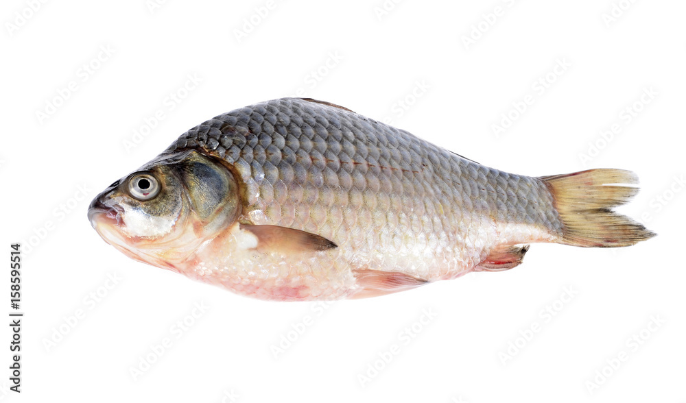 carassius - crucian carp on a white background carassius - crucian carp on a white background