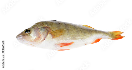 Fresh fish (Scardinius erythrophthalmus) on an isolated white background