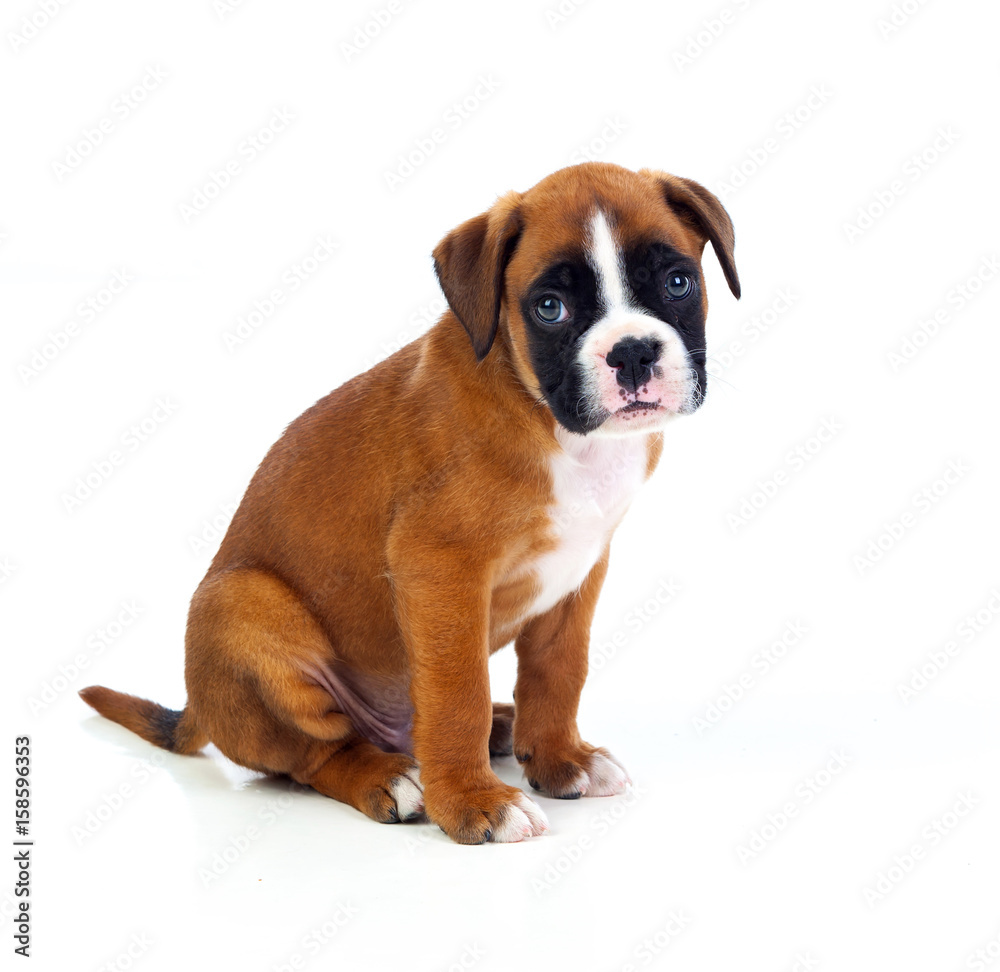 Adorable boxer puppy sitting