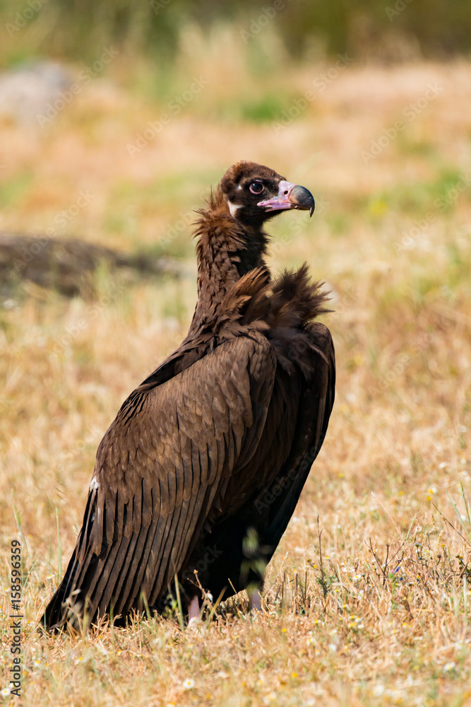 Fototapeta premium The majestic black vulture