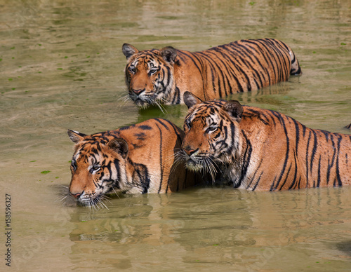 Big Indo-Chinese tigers in the lake on a hot day...  Tiger Temple  Kanchanaburi  Thailand