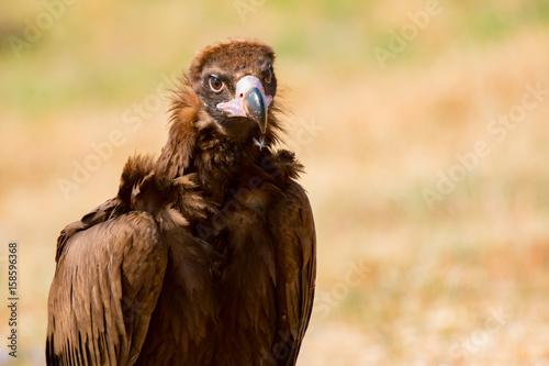 Portrait of a wild black vulture