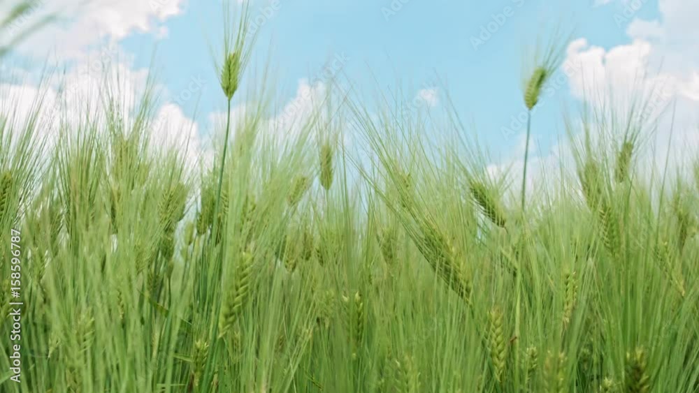 Green wheat field waves moved by wind Green wheat field waves moved by wind