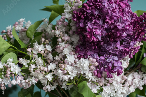 lilac