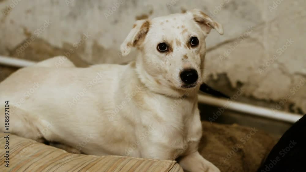 Homeless animals. A stray mongrel dog lying in an enclosure of animal shelter. HD Homeless animals. A stray mongrel dog lying in an enclosure of animal shelter. HD