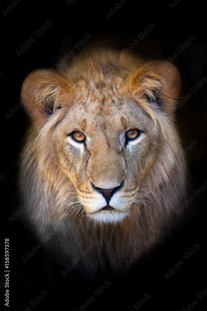 Obraz premium Beautiful lion portrait isolated on black background