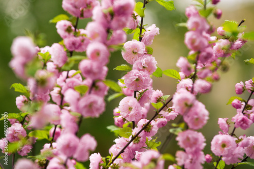 flower background in spring or summer nature in japan, design © Volodymyr