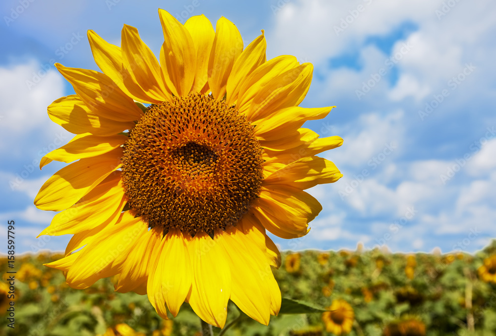 Yellow sunflower against clouds. summer landscape. nature Yellow sunflower against clouds. summer landscape. nature