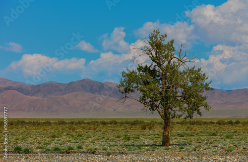 Lonely tree in mountains. M...