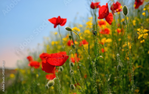 colorful flowers on field