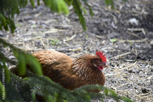 Resting chicken in free range photo