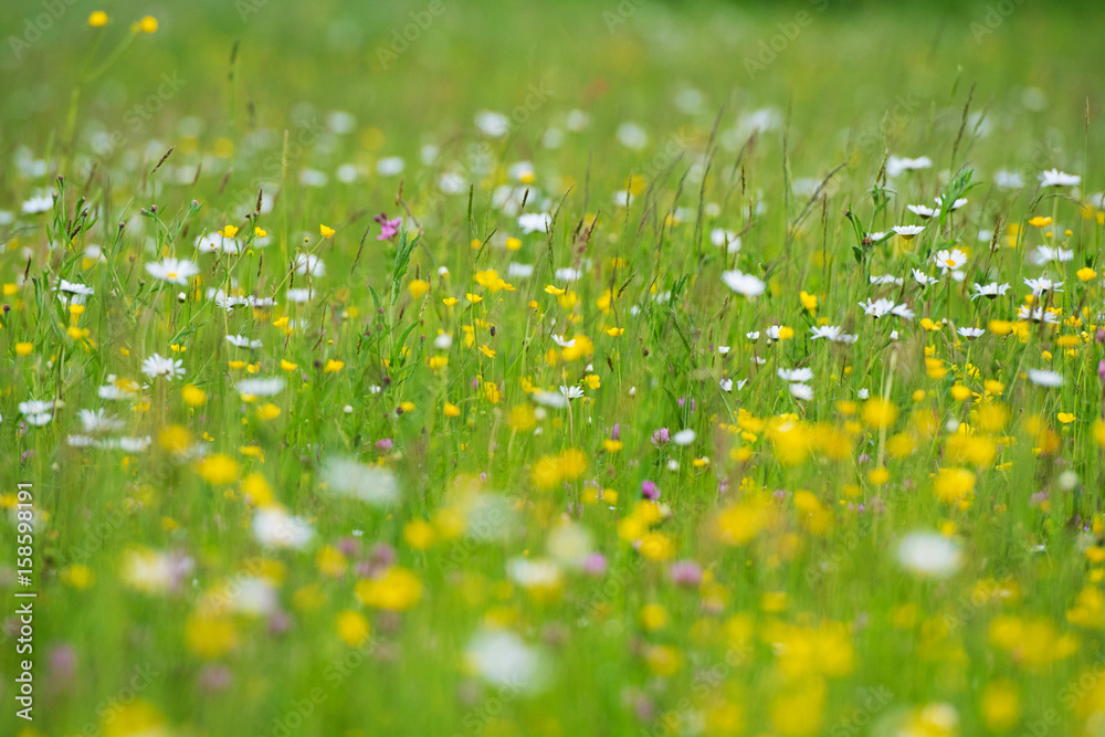 Fototapeta premium Farbenfrohe Blumenwiese