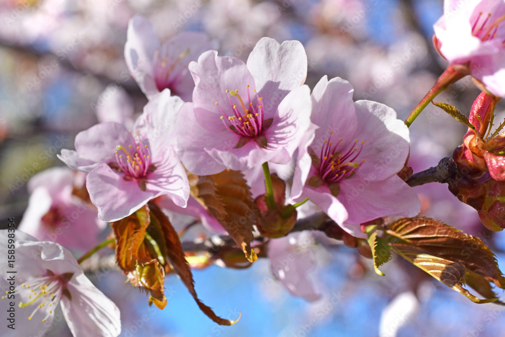 Fototapeta premium Cherry blossoms