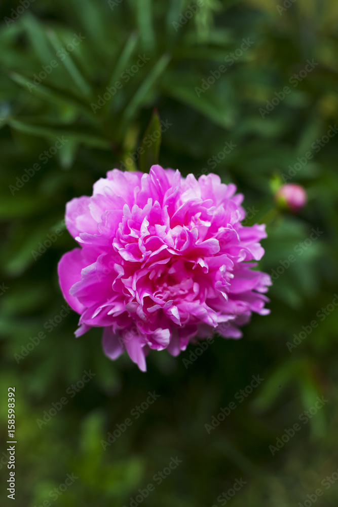 Fototapeta premium Flowers grow in the garden