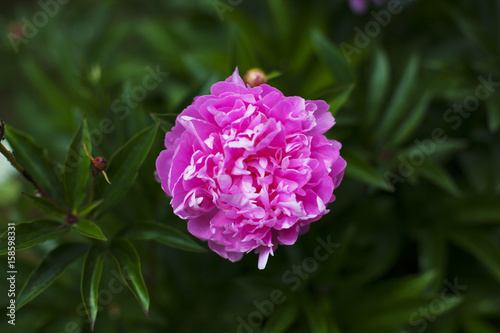 Fototapeta Naklejka Na Ścianę i Meble -  Flowers grow in the garden