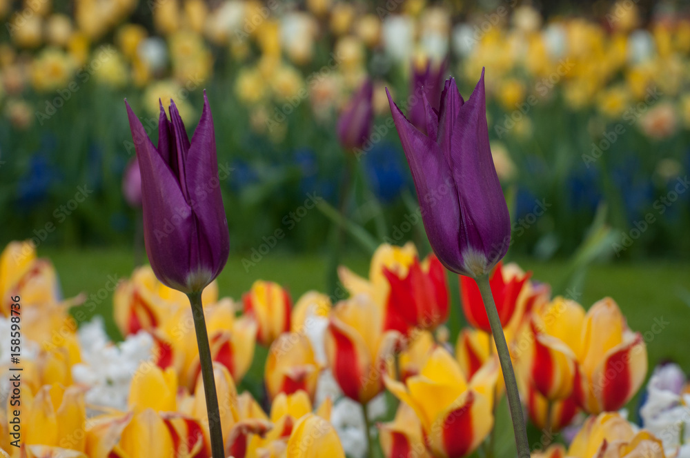 dutch tulips dutch tulips