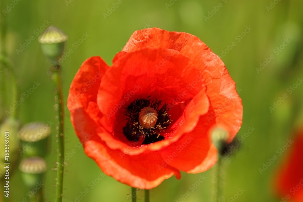 Poppy macro