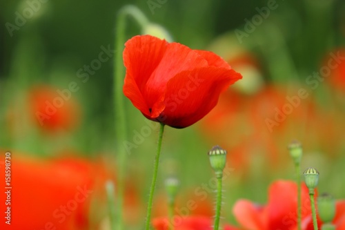 Poppy in flower 