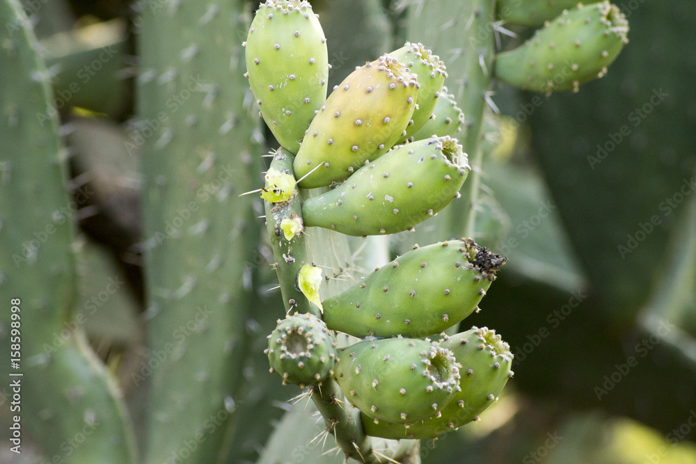 Kakteen im Botanischen Garten Südafrikas Kakteen im Botanischen Garten Südafrikas