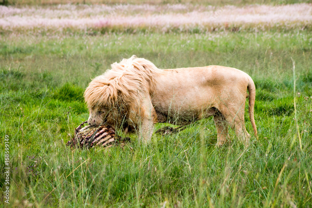 Löwe beim fressen im Nationalpark