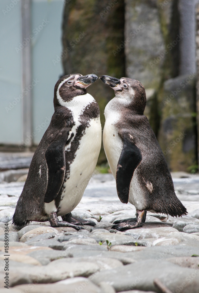 Obraz premium two funny penguins in love 2