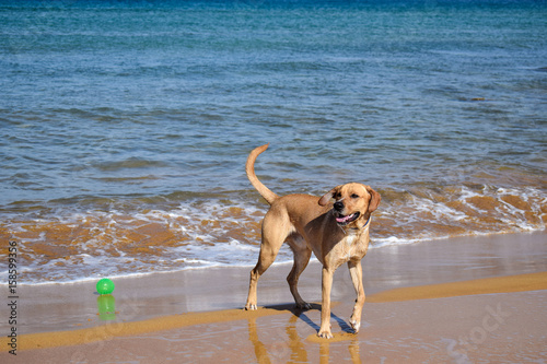 Dog on the beach with a ball