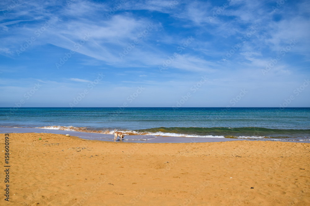 Landscape with a dog on a sandy beach