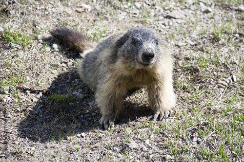 Obraz na plátně la marmotta con aria minacciosa, ci dissuade dall'avvicinarci.