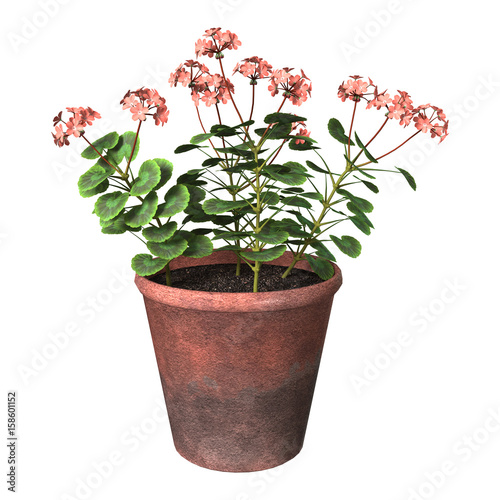 Fototapeta Naklejka Na Ścianę i Meble -  3D Rendering Geranium Pot on White