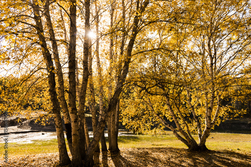 Autumn impression