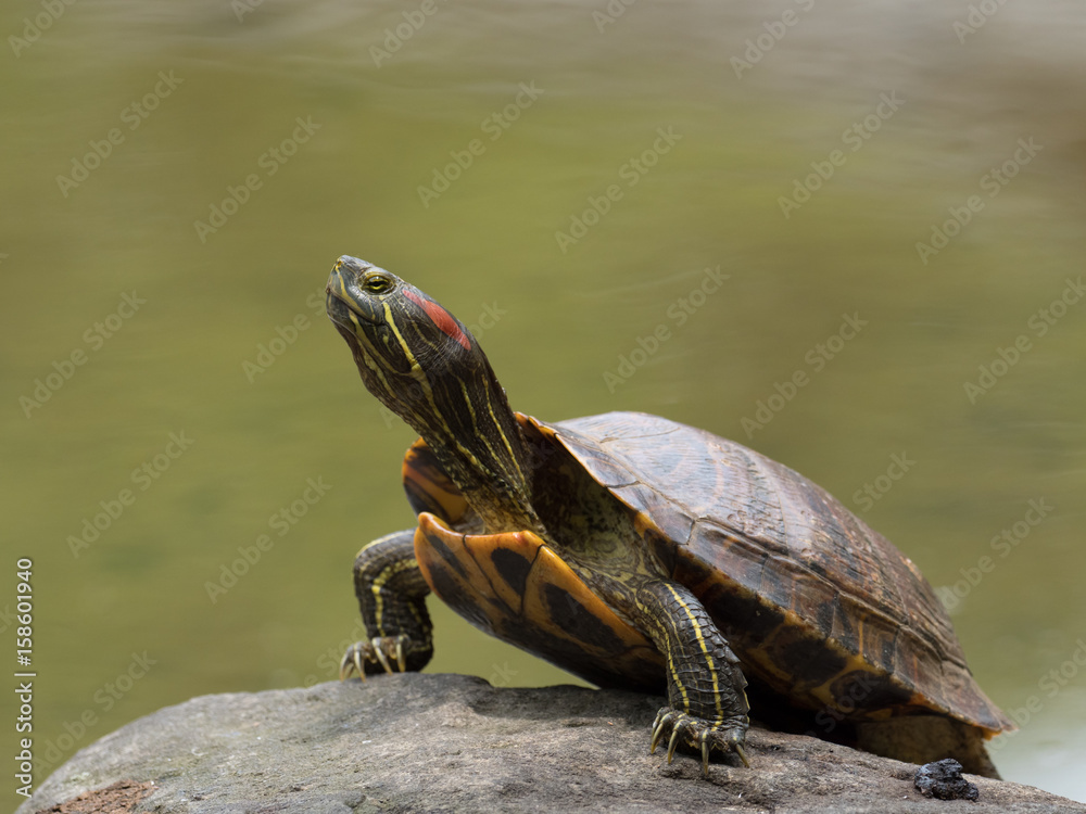 外来種のミシシッピアカミミガメ Stock 写真 Adobe Stock