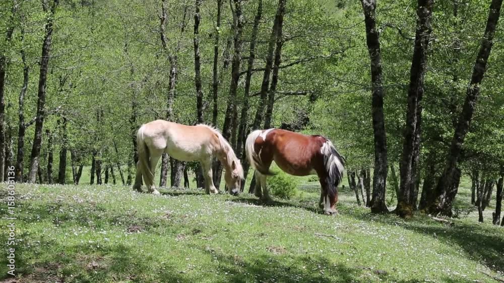 Freed horses; Cavalli selvaggi nel Parco Nazionale del Cilento e Vallo di Diano Freed horses; Cavalli selvaggi nel Parco Nazionale del Cilento e Vallo di Diano