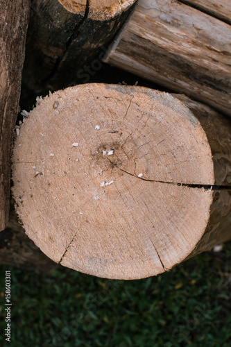 Cross section of the tree backgrounnd macro.