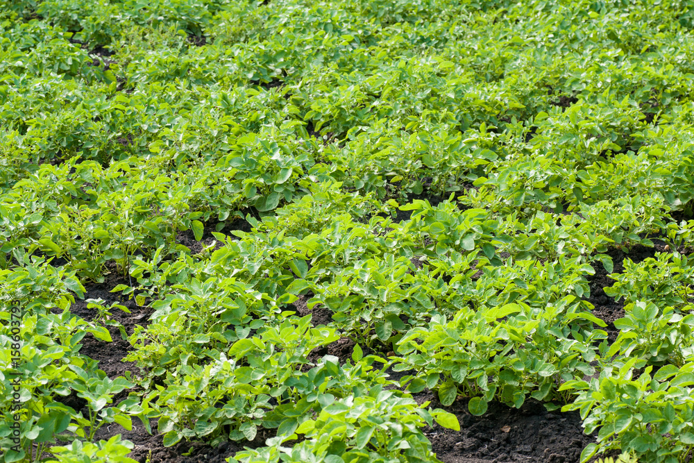 Potato shrubs in the garden Potato shrubs in the garden