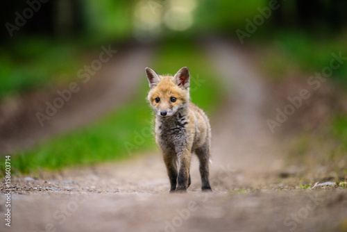 Fox playing in the woods (Vulpes vulpes)  © vaclav