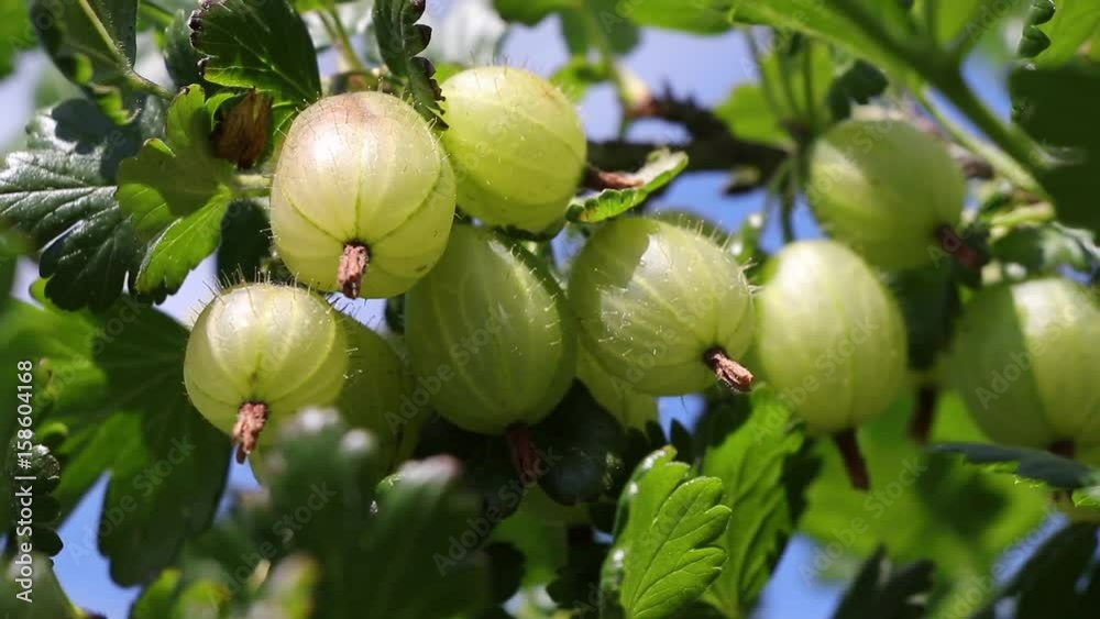Green gooseberries. Homegrown organic fruit in the garden, Green gooseberries. Homegrown organic fruit in the garden,