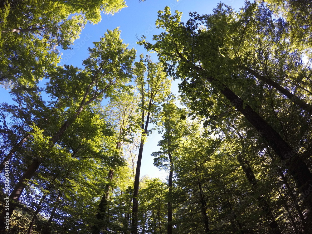 Fototapeta premium DCIM\100GOPRO\G0231610.JPG