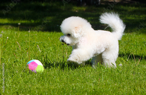 Bichon Frize plays with a ball on the green lawn. Lovely active puppy walks in summer on the grass. White fluffy dog with a favorite toy. French Bolognese. photo