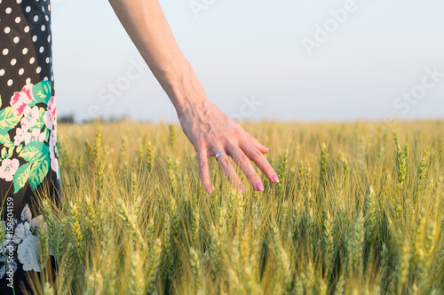 touching wheat