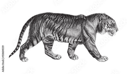 Tiger (Panthera tigris) / vintage illustration