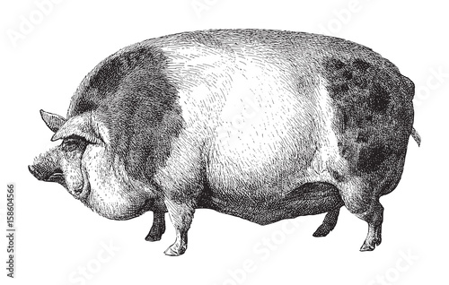 Hampshire pig / vintage illustration