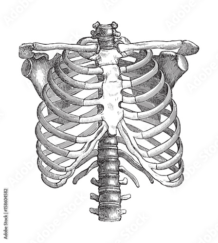Human skeleton - thorax / vintage illustration photo